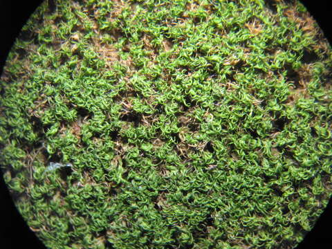 Image of montane dicranum moss