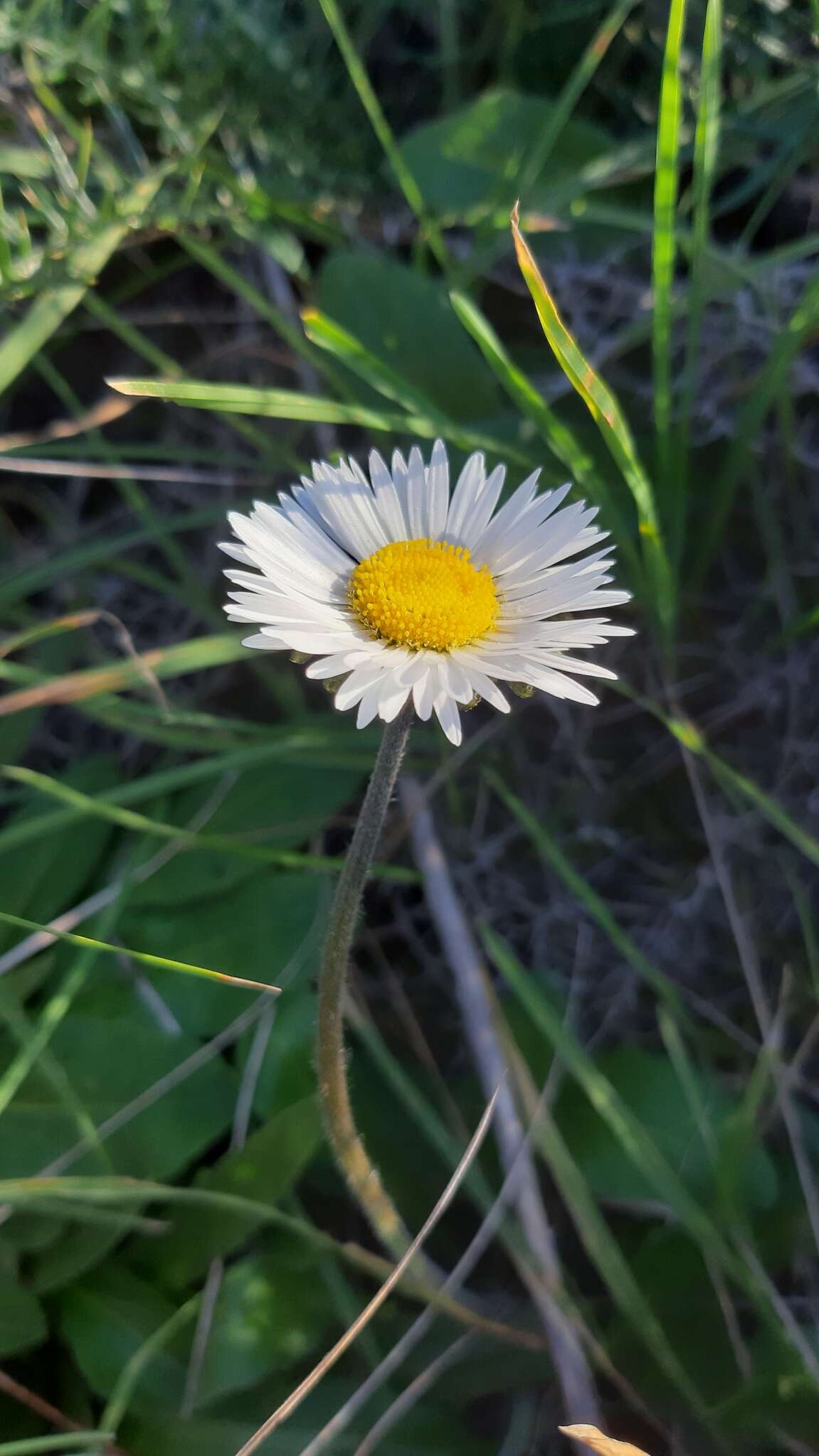 Image of Bellis sylvestris Cyr.