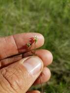 Image of Bog bedstraw