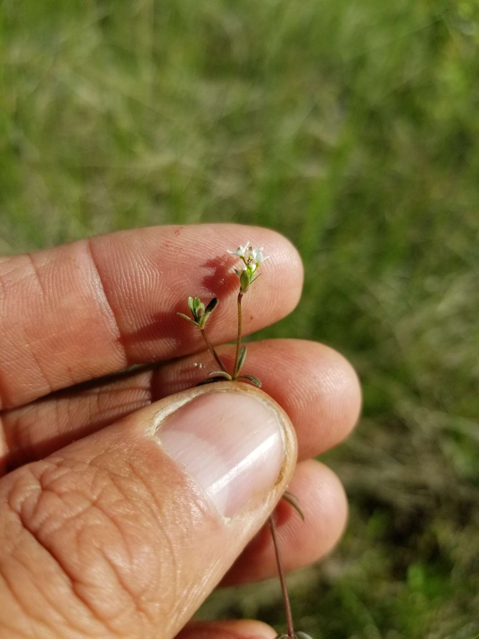 Galium labradoricum (Wiegand) Wiegand resmi