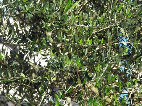 Image of European olive