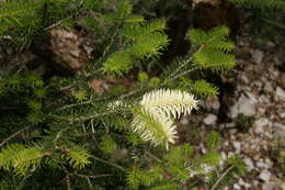 Image of Grecian Fir