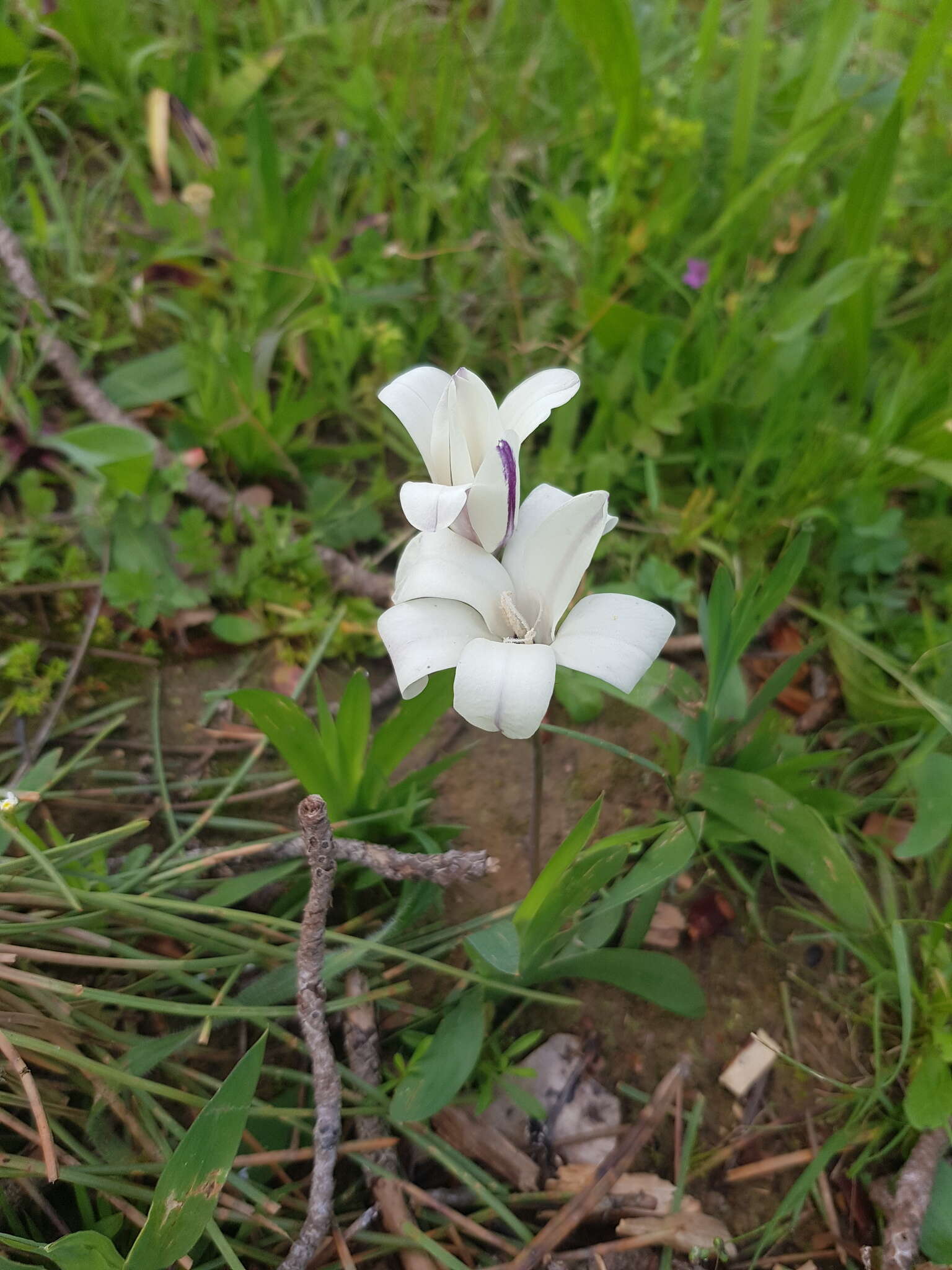 Image of Sparaxis grandiflora subsp. fimbriata (Lam.) Goldblatt