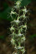 Image of Habenaria polytricha Rolfe