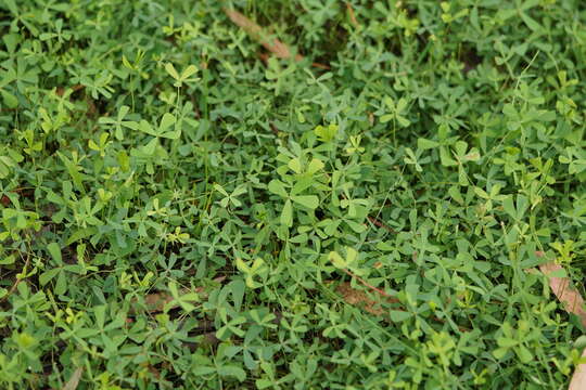 Imagem de Marsilea costulifera D. L. Jones