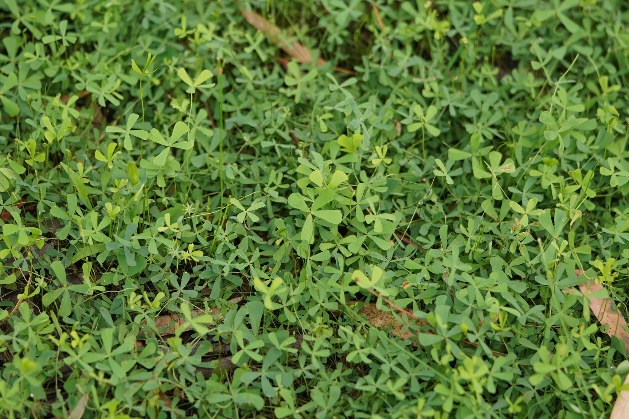 Plancia ëd Marsilea costulifera D. L. Jones