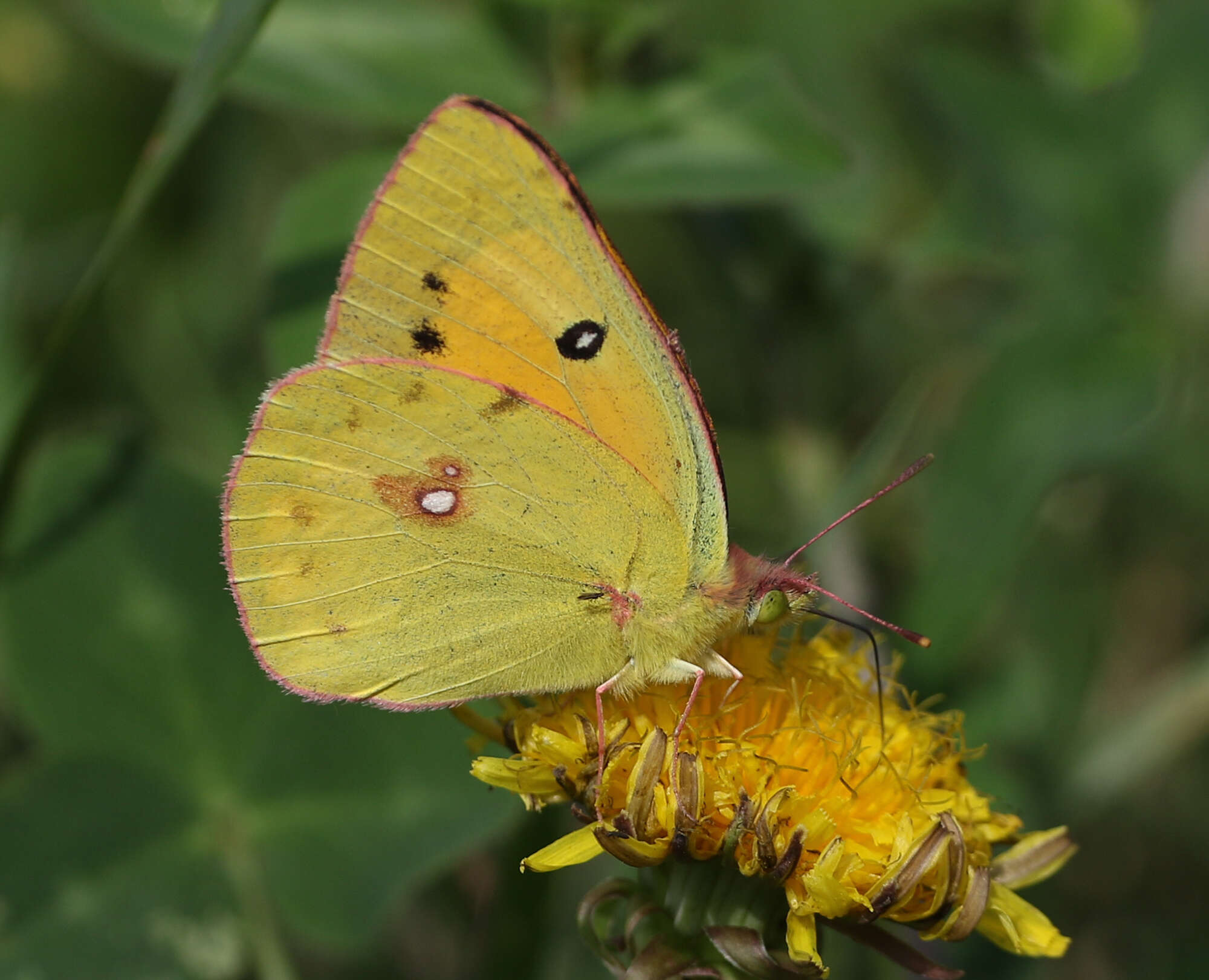 Image of Colias fieldii fieldii