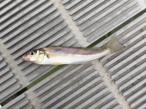 Image of Sand whiting