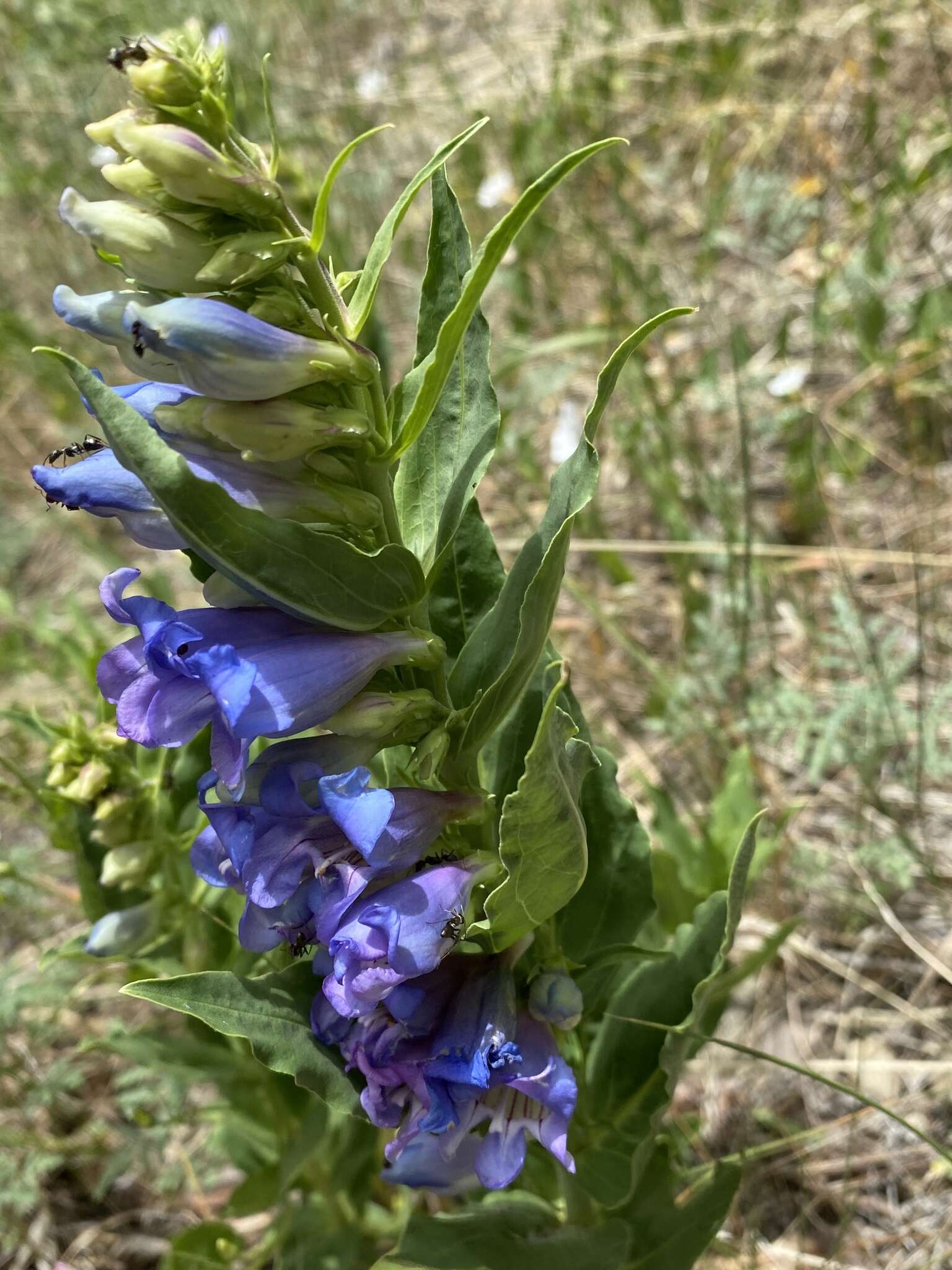 Image of Brandegee's penstemon