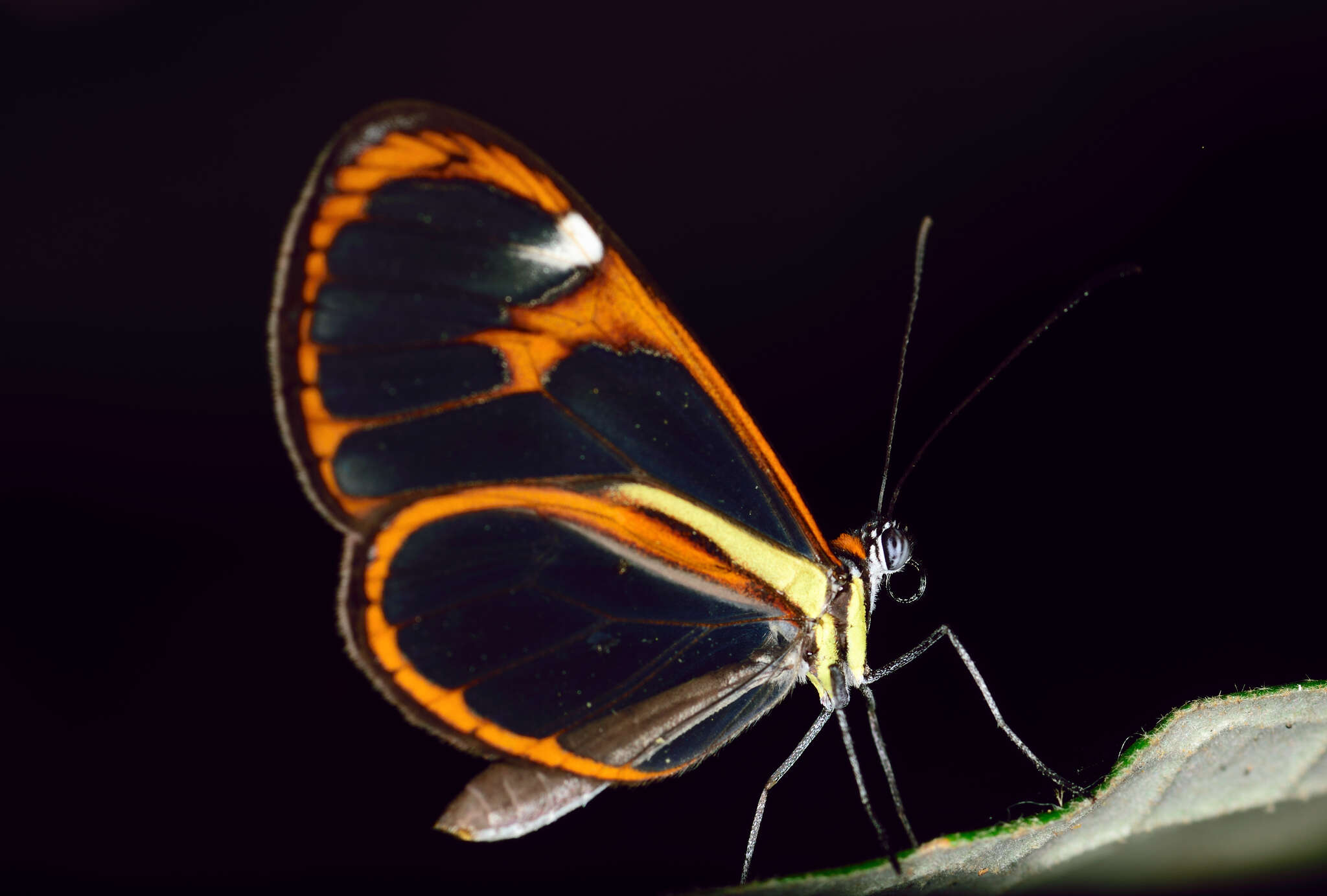 Image of Ithomia agnosia zikani d'Almeida 1940