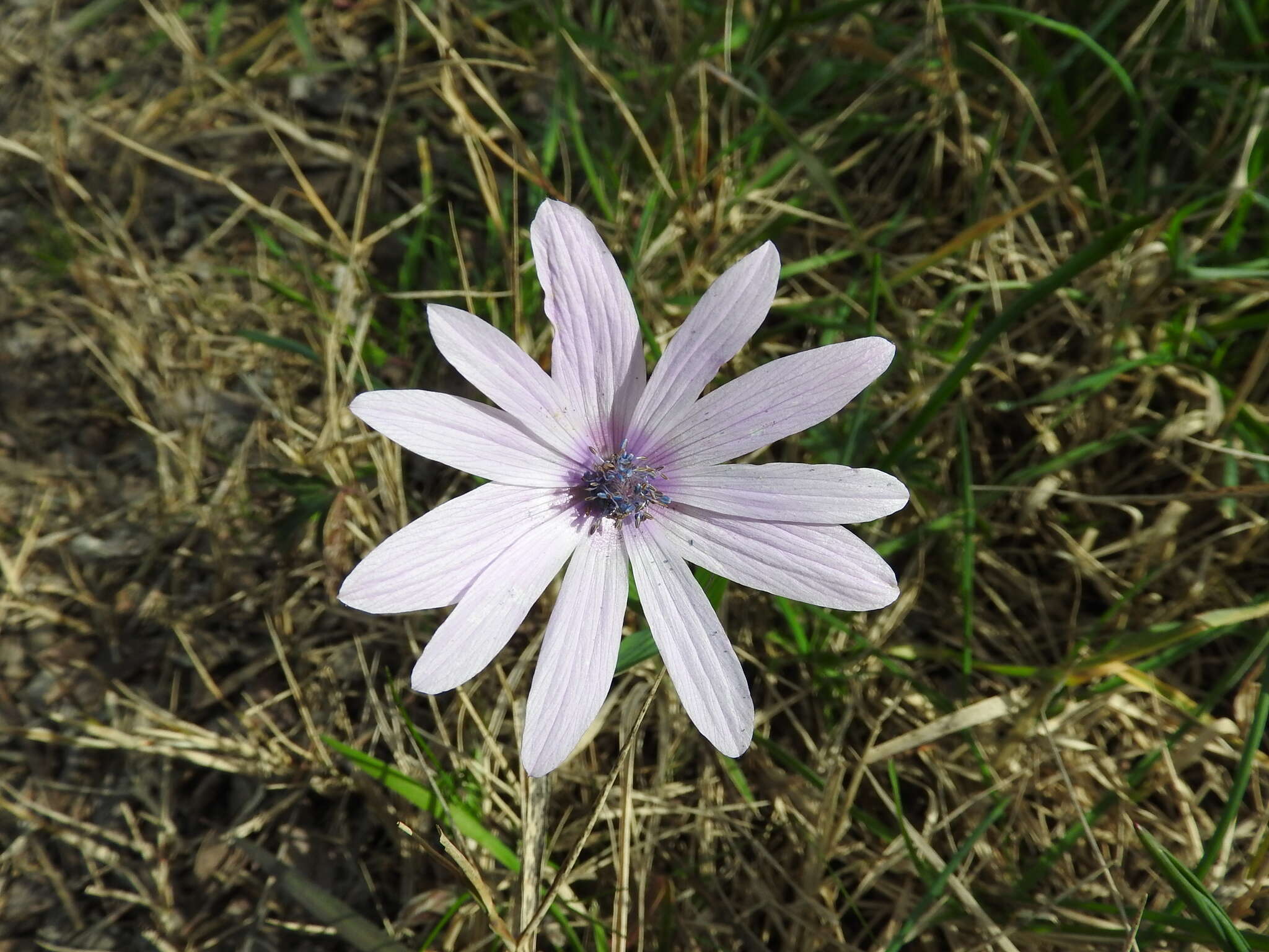 Image of broad-leaved anemone