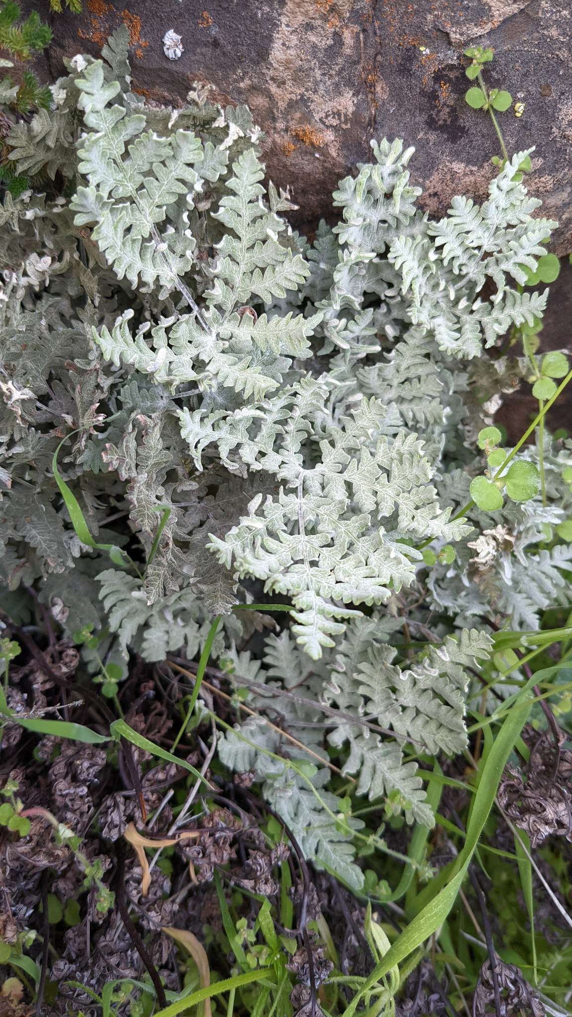 Sivun Pentagramma pallida (Weath.) Yatskievych, Windham & Wollenweber kuva