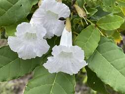 Image of Tabebuia calcicola Britton