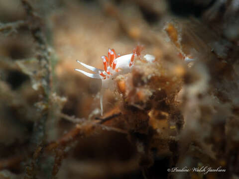 Image of Flabellina dushia (Marcus Ev. & Er. 1963)