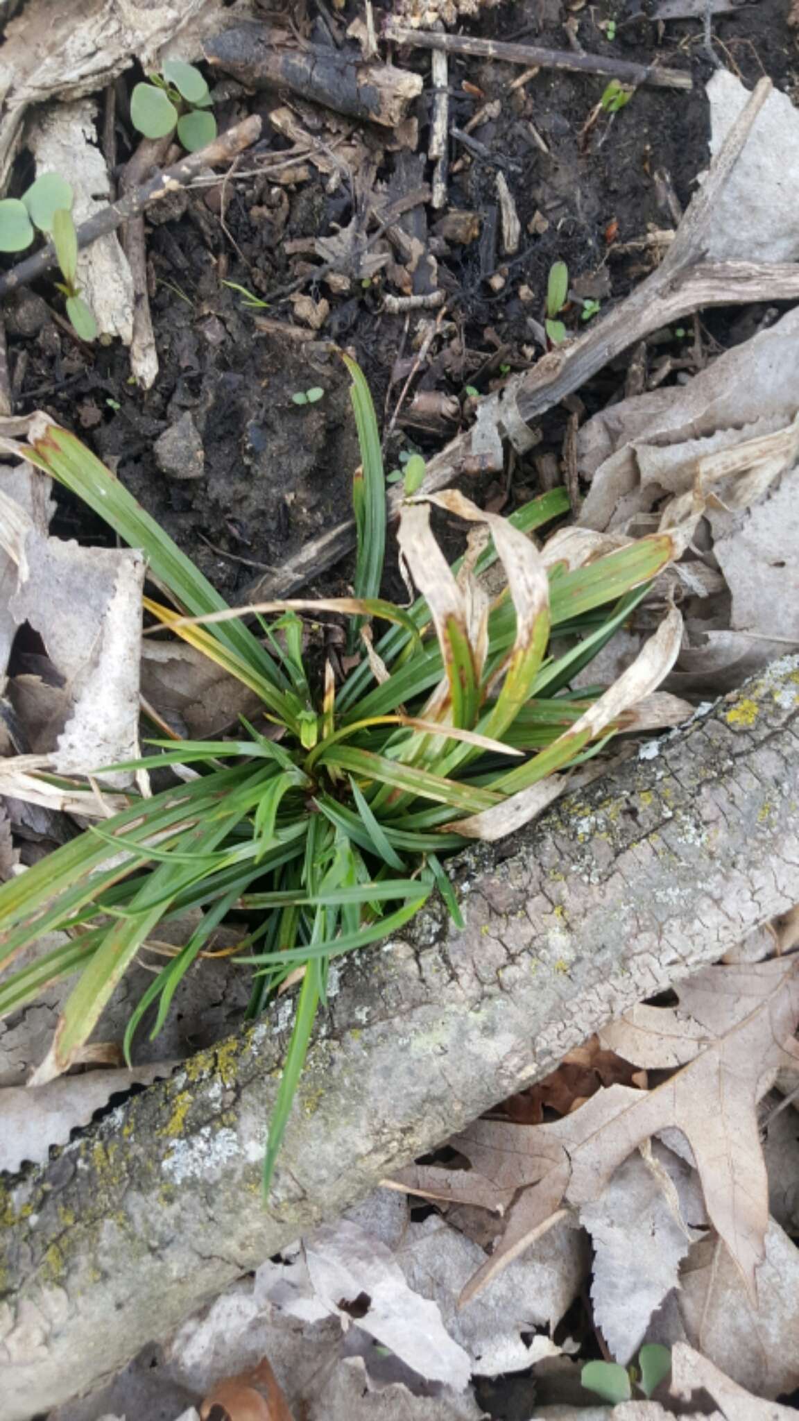 Imagem de Carex blanda Dewey