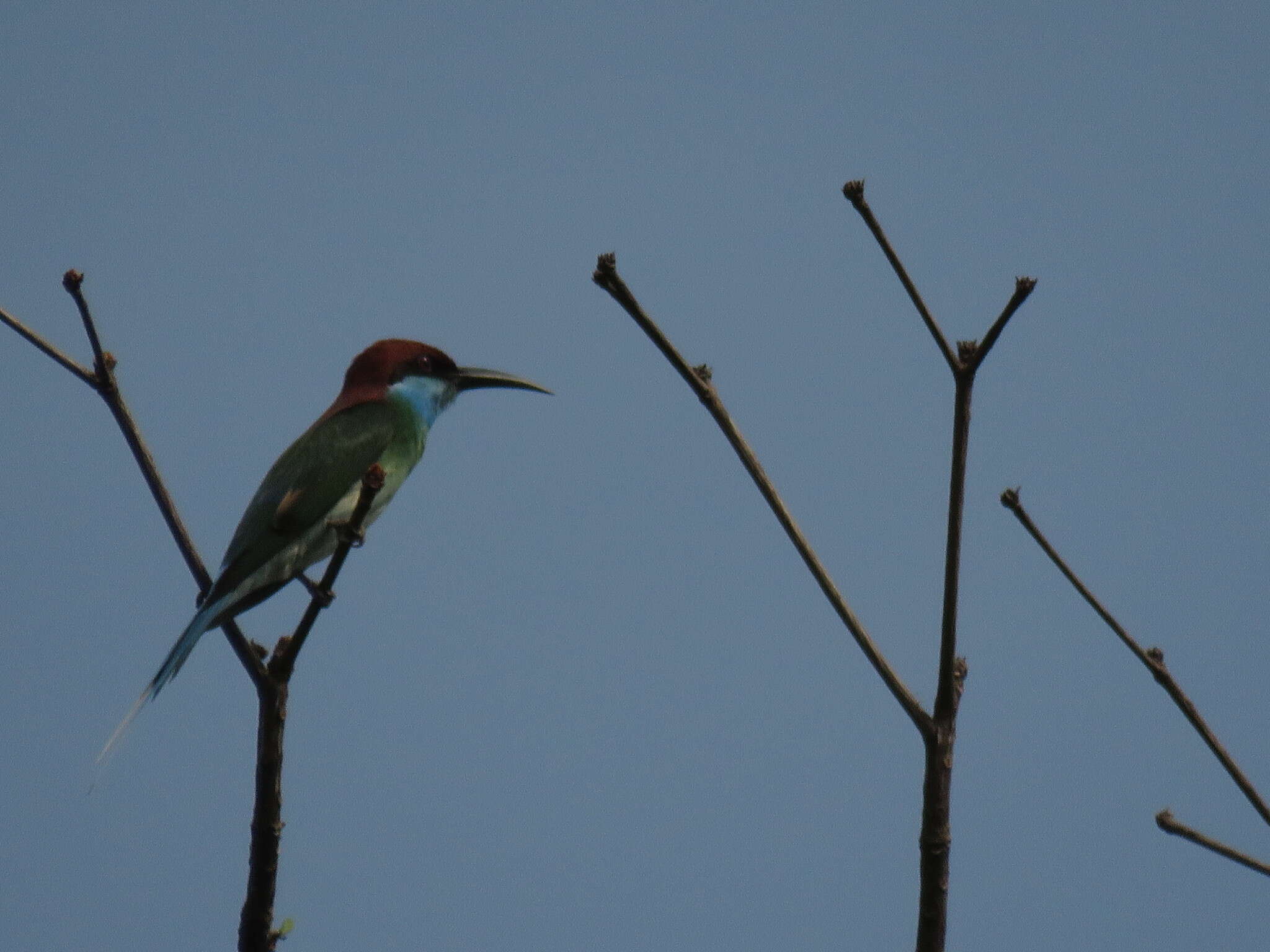 Image of Blue-throated Bee-eater