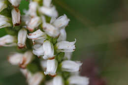 Image of Yellow nodding lady's tresses