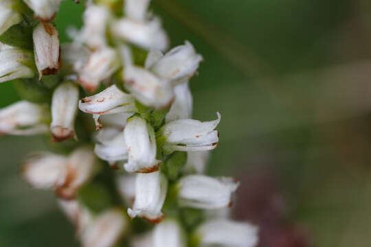 Image of Yellow nodding lady's tresses