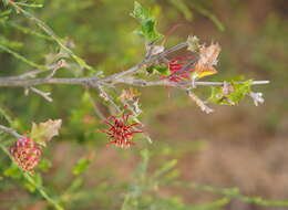 Image of Grevillea aquifolium Lindl.