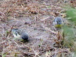 Image of Lemon-breasted Canary