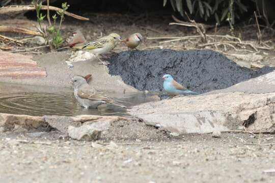 صورة Uraeginthus cyanocephalus (Richmond 1897)