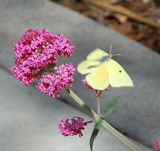 Image de Papillon de Californie