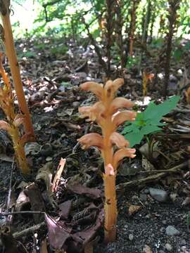 Imagem de Orobanche rubi Duby