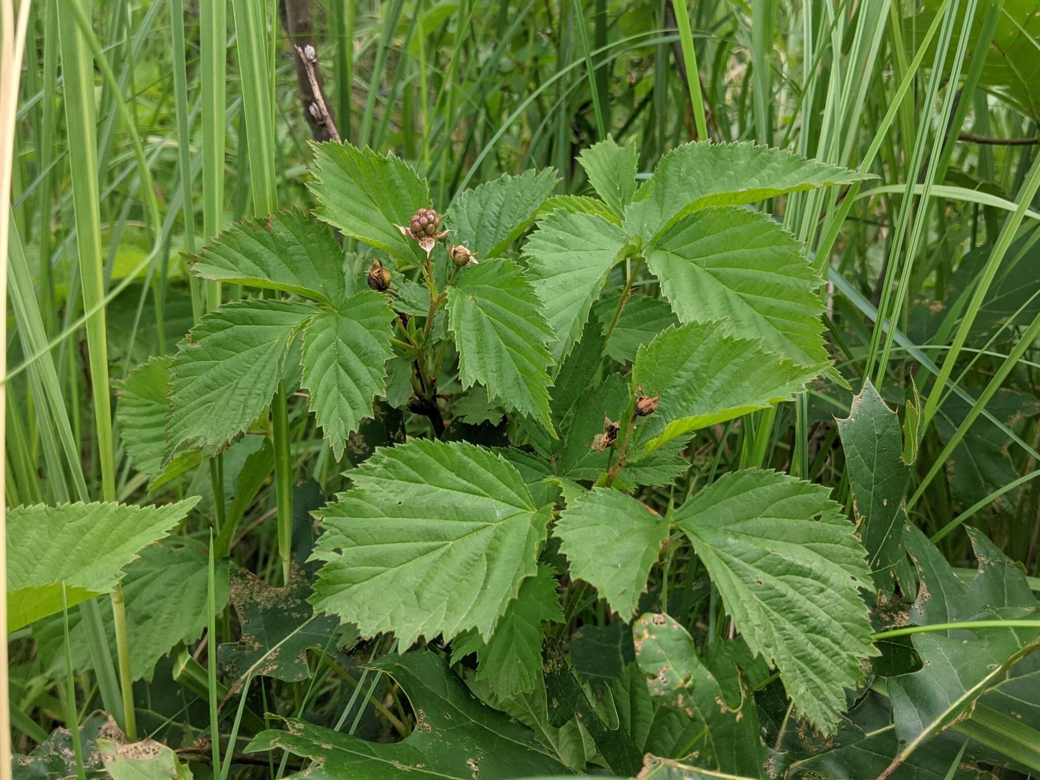 Image of Wisconsin blackberry