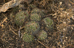 Image de Mammillaria decipiens subsp. decipiens