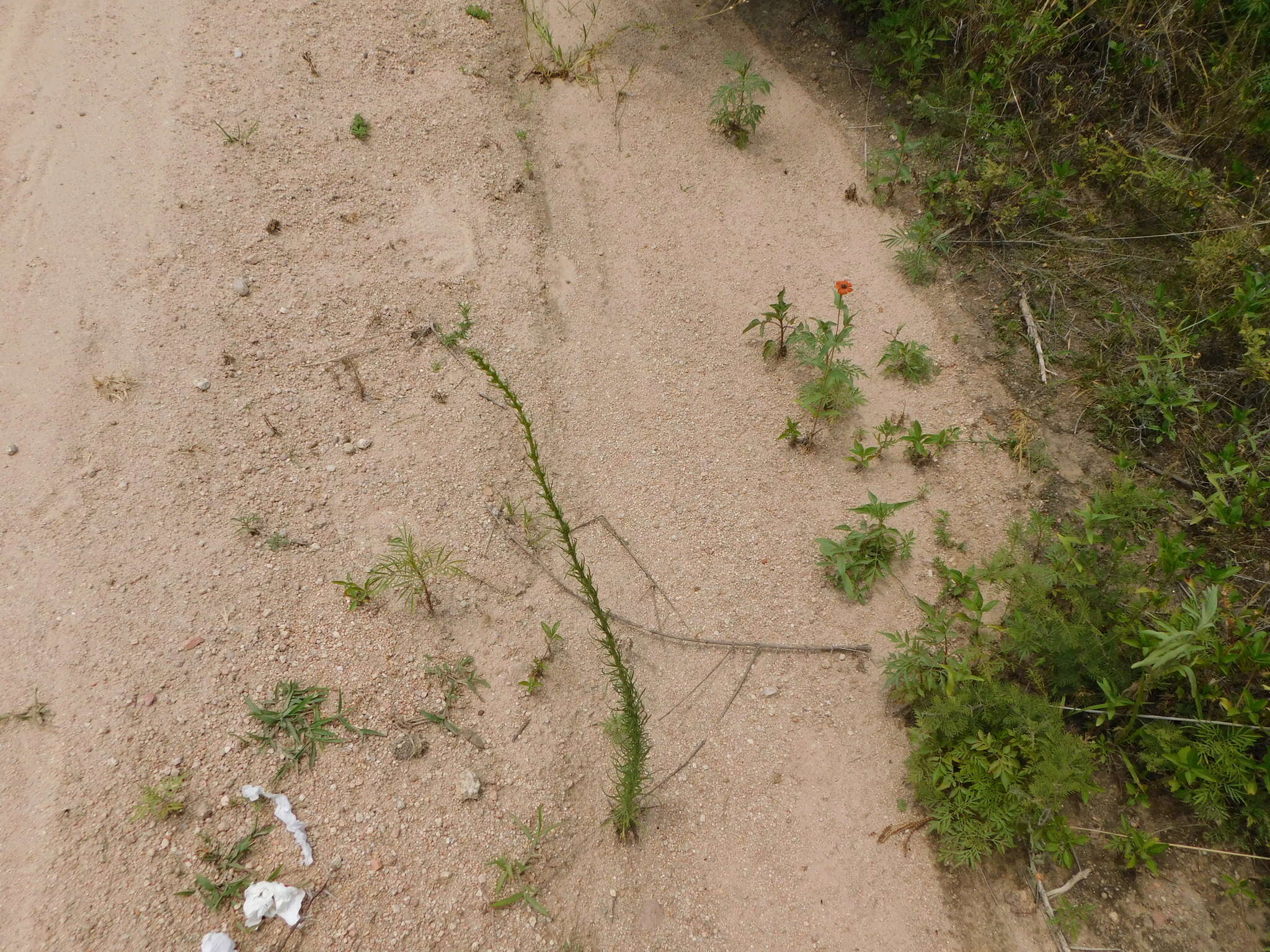 Image of Erigeron blakei Cabrera