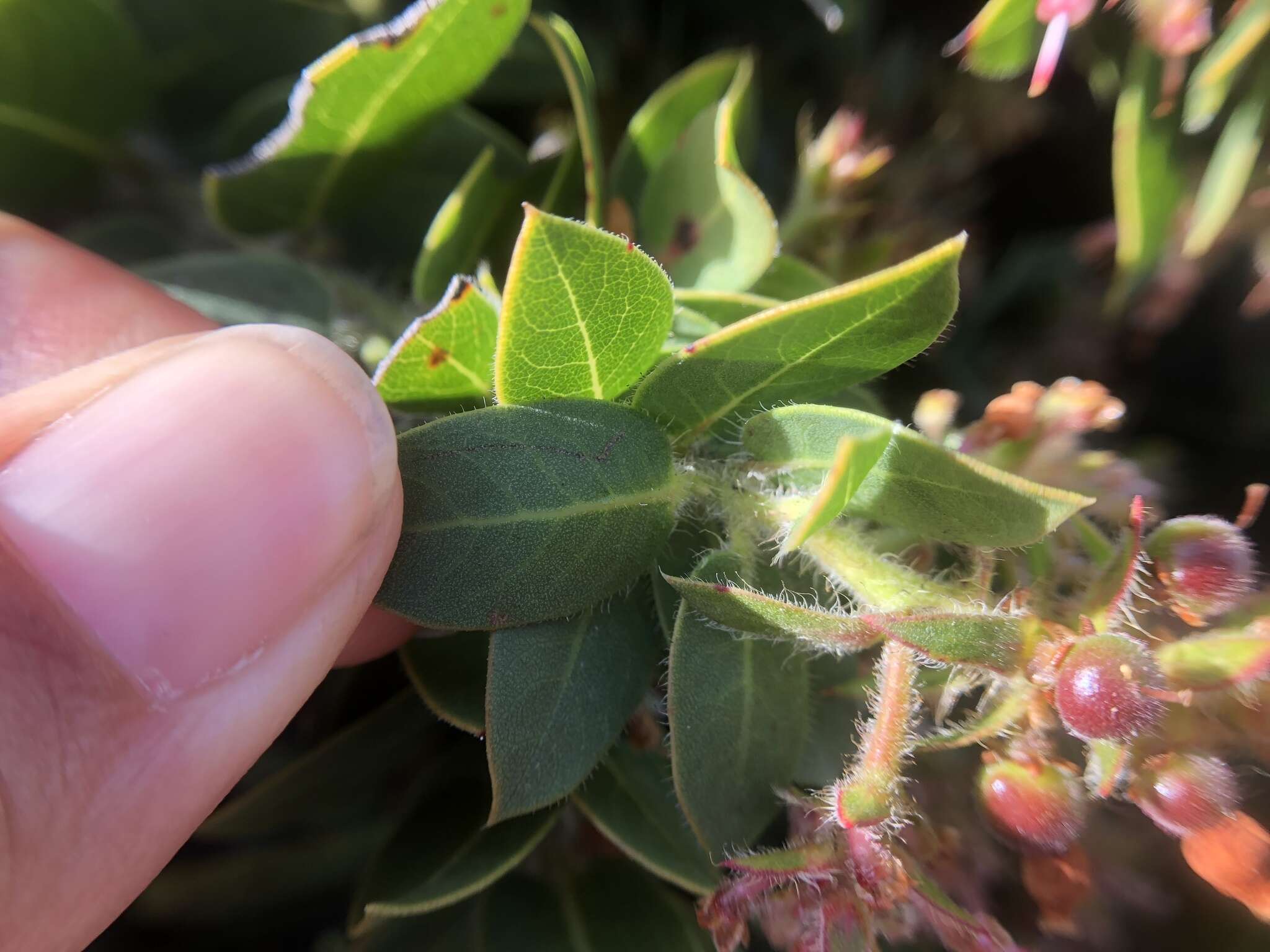 Image of San Bruno Mountain manzanita