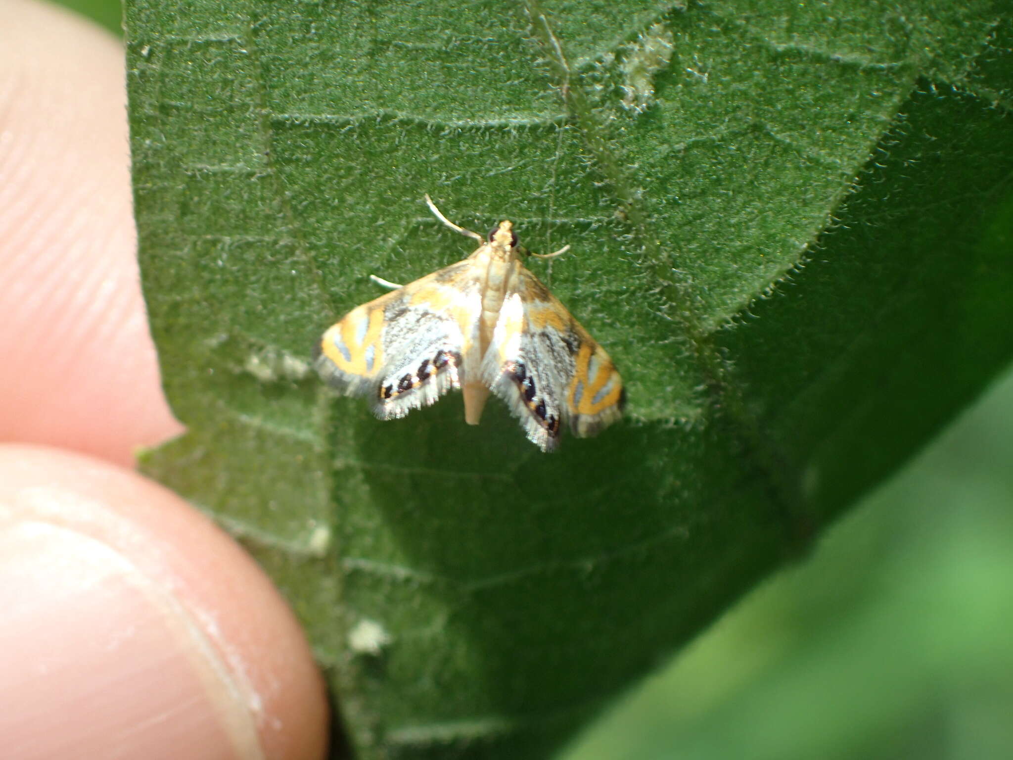 Слика од Nymphicula blandialis Walker 1859