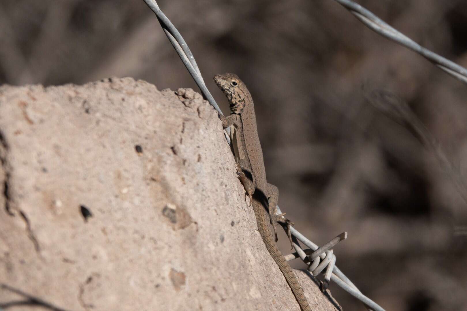 Plancia ëd Microlophus theresioides (Donoso-barros 1966)