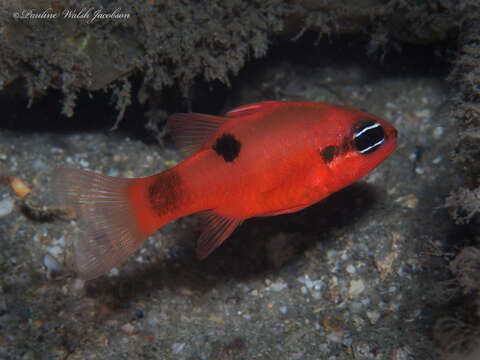 Image of Flamefish