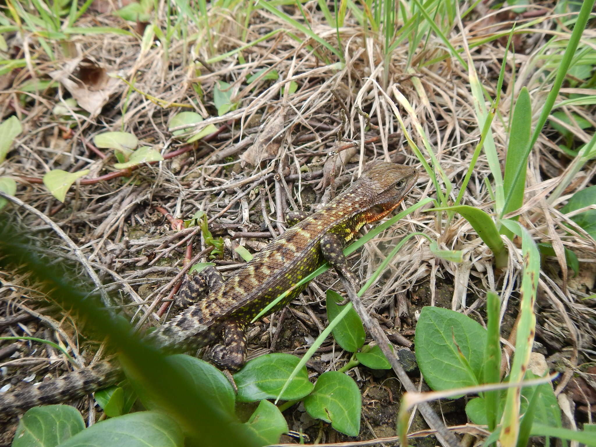 Слика од Stenocercus trachycephalus (Duméril 1851)