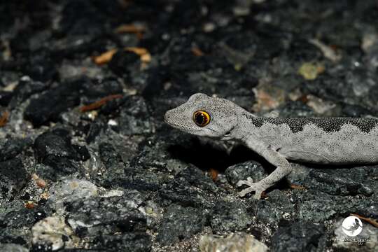 Image of Strophurus spinigerus spinigerus (Gray 1842)