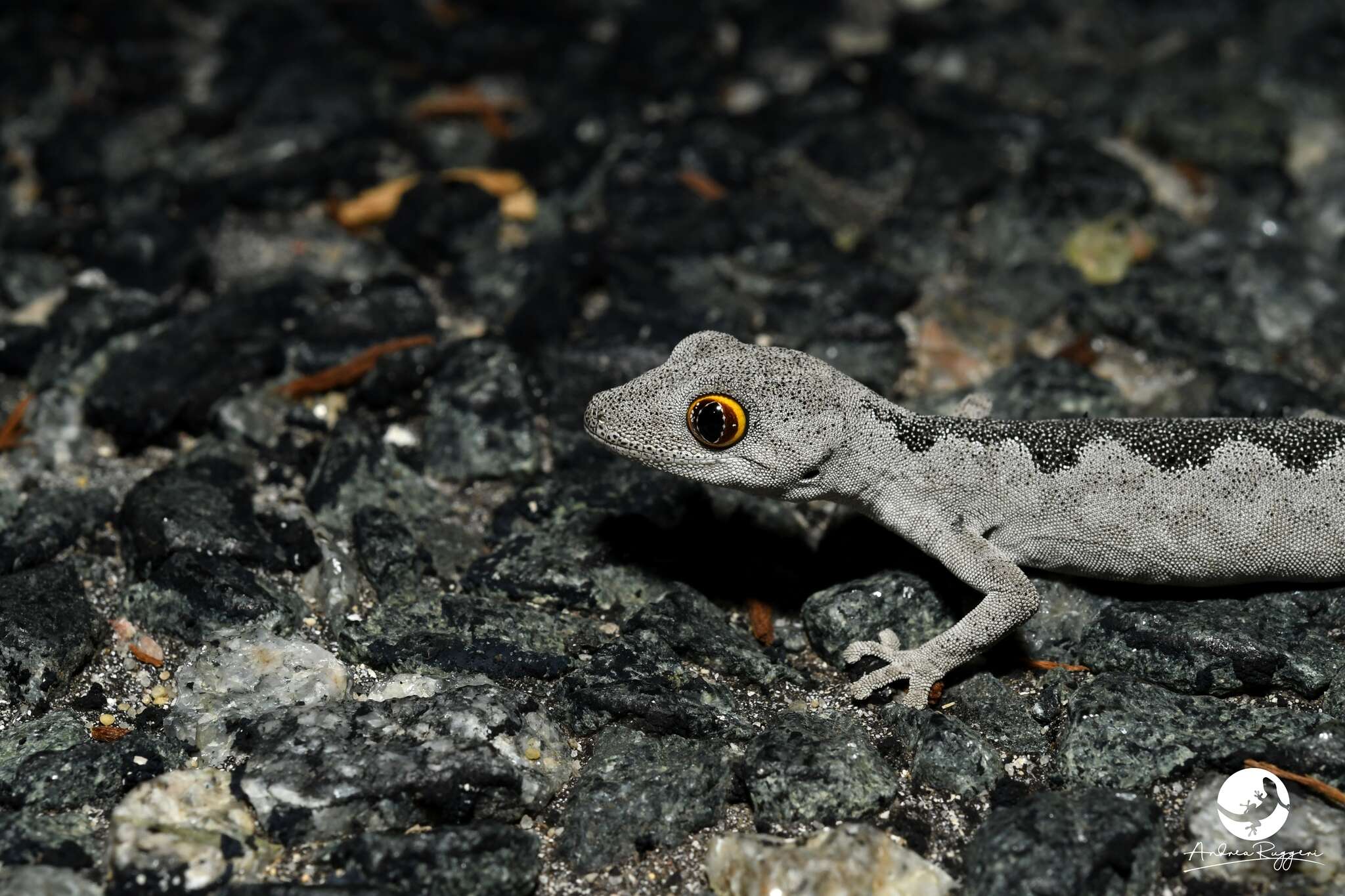 Image of Strophurus spinigerus spinigerus (Gray 1842)