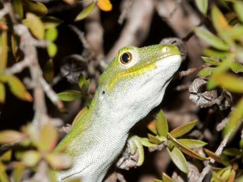 Image of Nelson green gecko