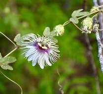 Image of Passiflora ciliata var. santiagana (Killip) Vanderpl.