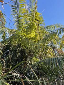 Image of Calamus jenkinsianus Griff.