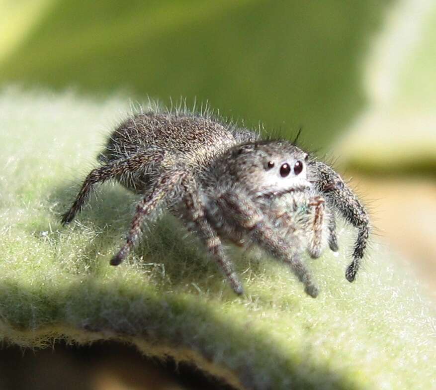 Image of Phidippus princeps (Peckham & Peckham 1883)