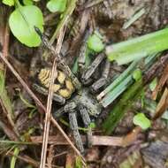 Image of Thelcticopis severa (L. Koch 1875)