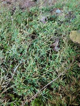 Image of Cumberland sandwort