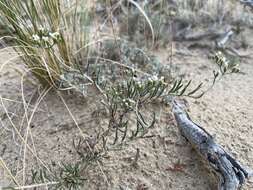 Imagem de Eriogonum leptophyllum (Torr. & Gray) Woot. & Standl.