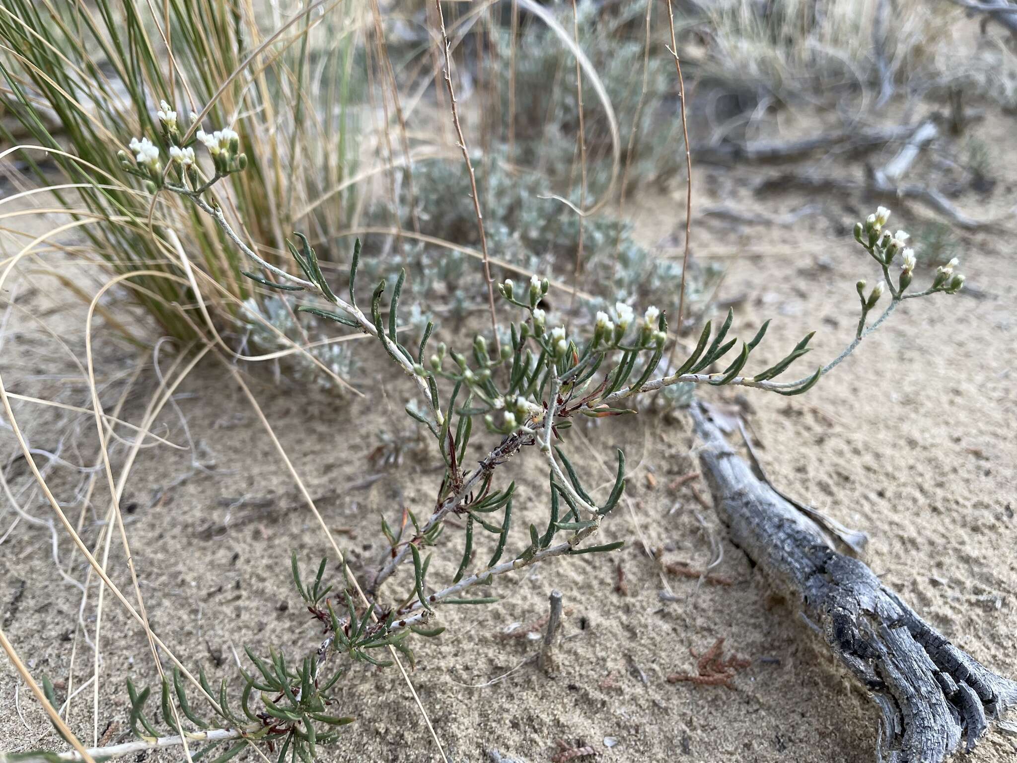 Imagem de Eriogonum leptophyllum (Torr. & Gray) Woot. & Standl.