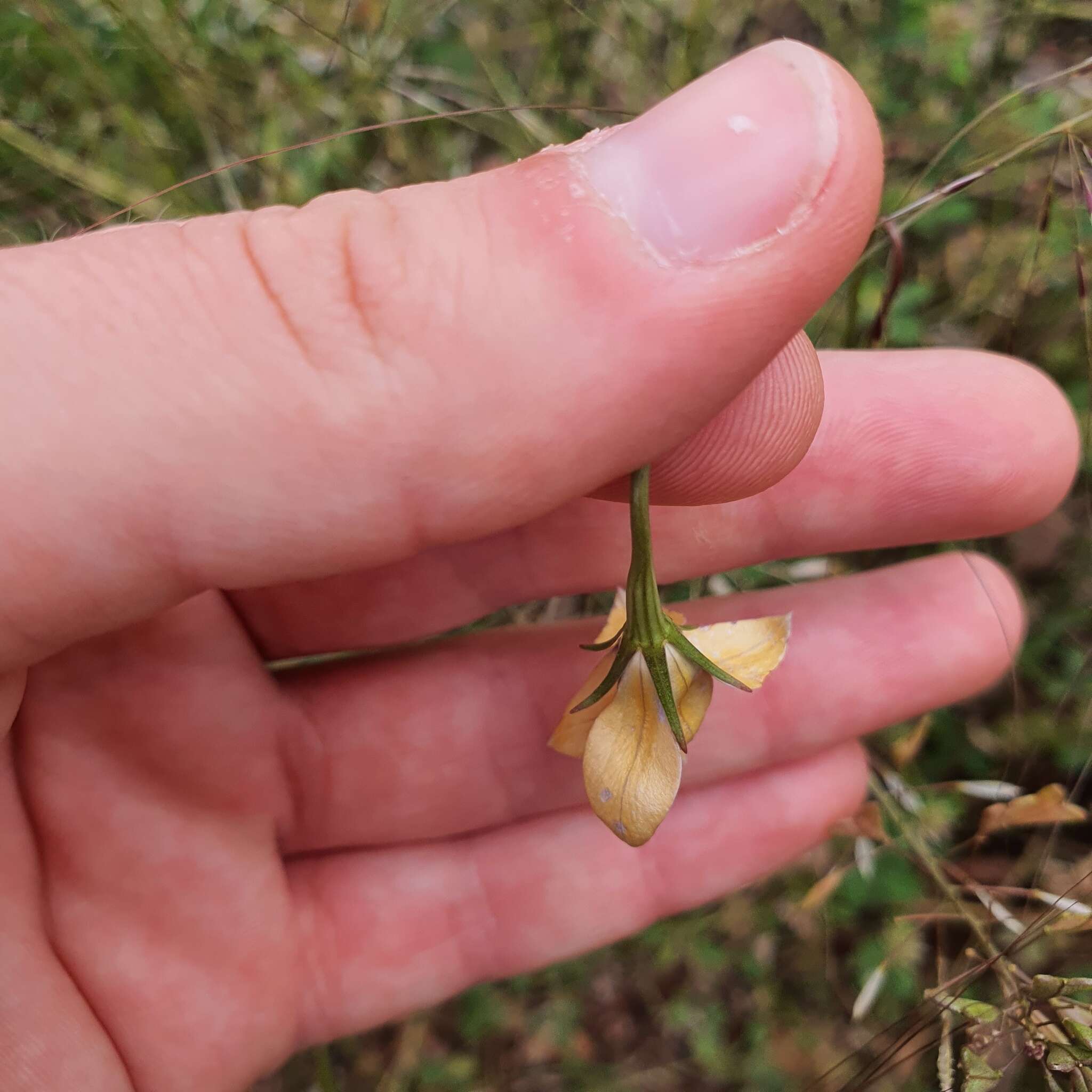 Imagem de Wahlenbergia luteola P. J. Sm.