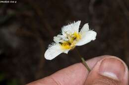 Image de <i>Calochortus ownbeyi</i>