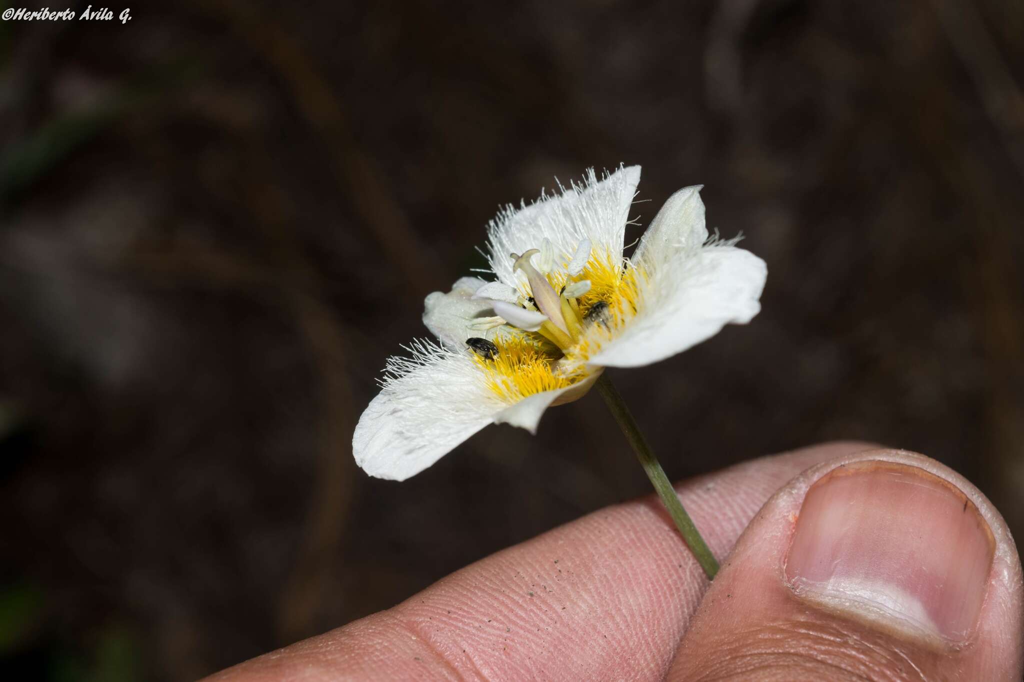 Image of <i>Calochortus ownbeyi</i>