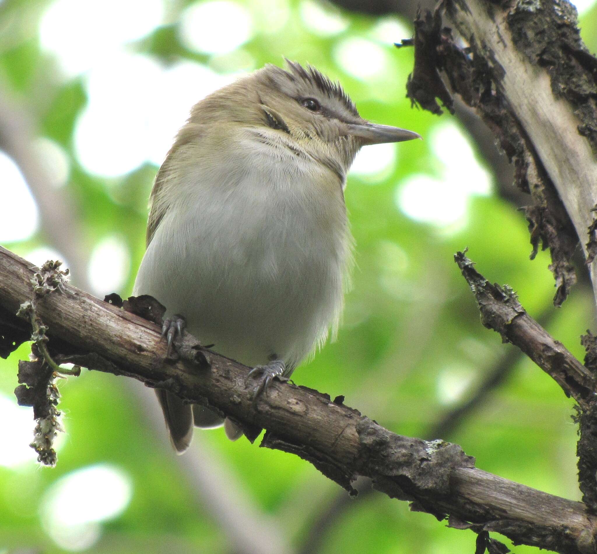 Image of Red-eyed Vireo