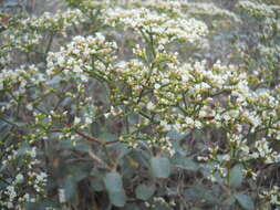 Image of crispleaf buckwheat